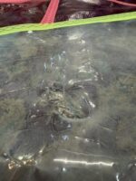 Goya Bounce Pro 4.2 2021 USED Windsurf Sail - Image 3